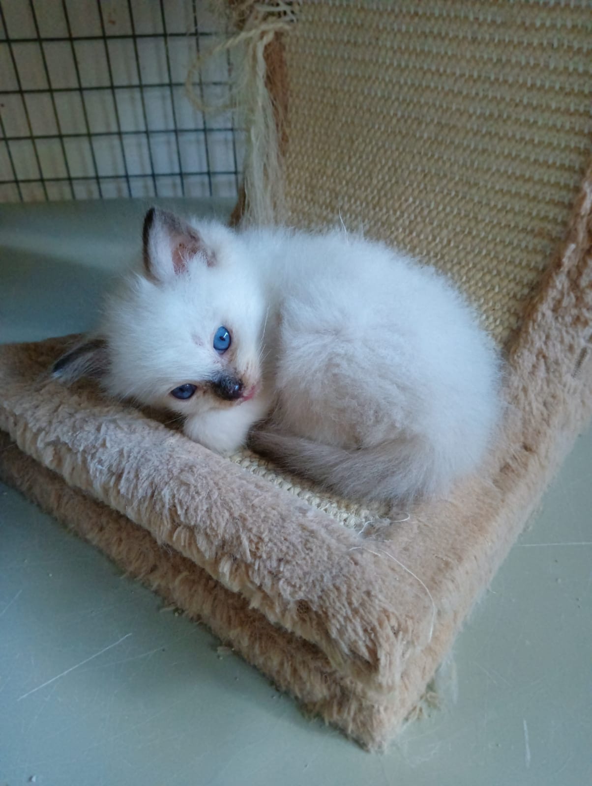 Cucciolo Ragdoll Maschio Seal Mitted 2 mesi disponibile